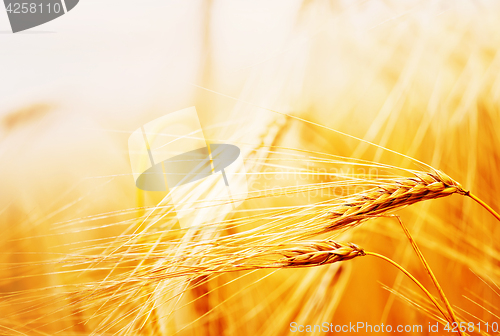 Image of wheat