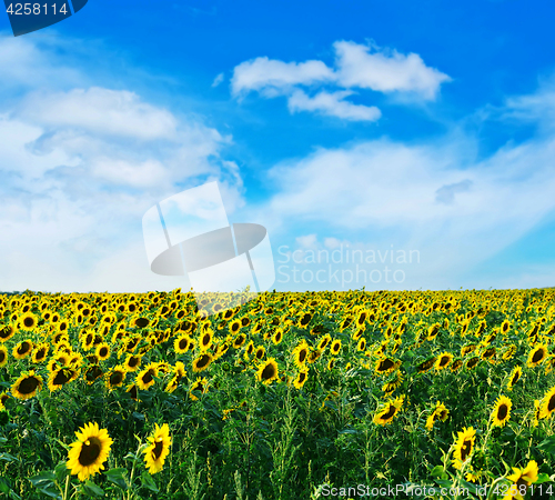 Image of sunflower field