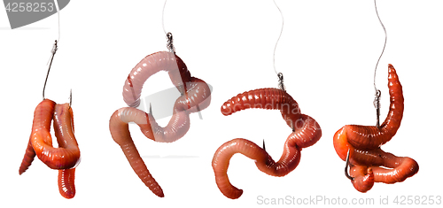 Image of set earthworms baited on the hook