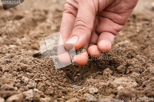 Image of closeup of hand planting seeds in soil