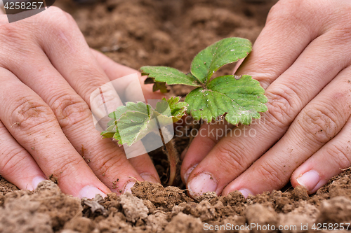 Image of hands of women planting strawberry seedling in the garden