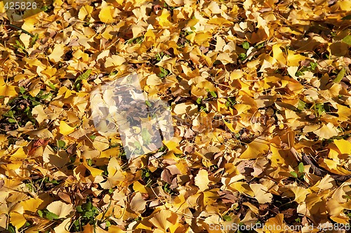 Image of Ginkgo leaves