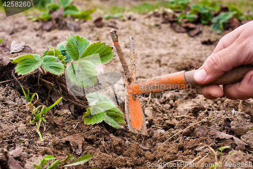 Image of weeding of strawberries