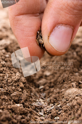 Image of hand planting seeds in soil, closeup