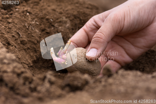 Image of hand planting potato tuber into the ground