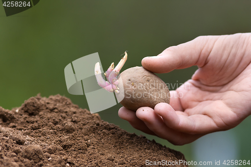 Image of hand planting potato tuber with sprouts