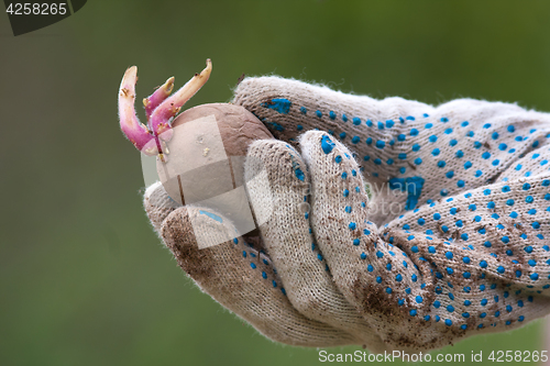 Image of potatoes with sprouts in gloved hand