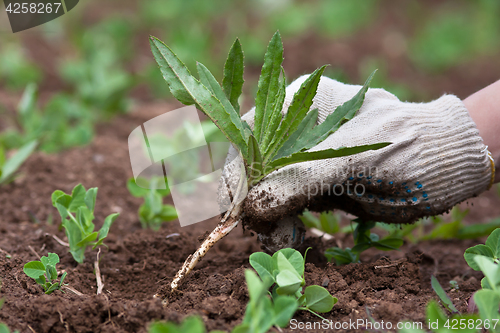 Image of weeding in the vegetable garden, closeup