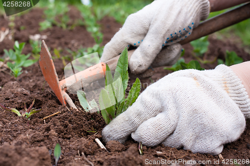 Image of weeding in the vegetable garden