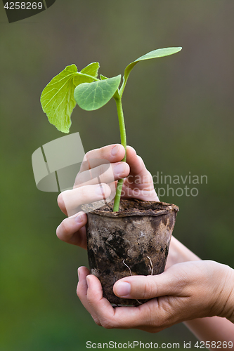 Image of pumpkin seedling in hands of woman