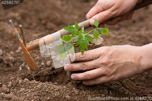 Image of planting of seedling of tomatoes