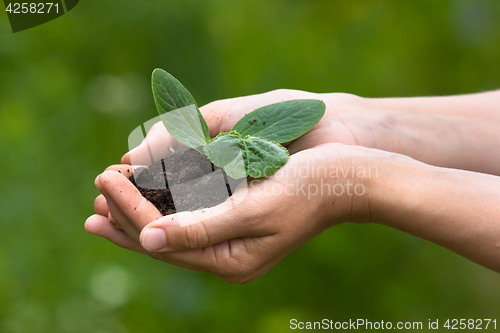 Image of Hands holding seedling with soil