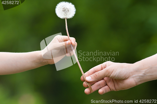 Image of two hands, child and women, holding together a dandelion on blur