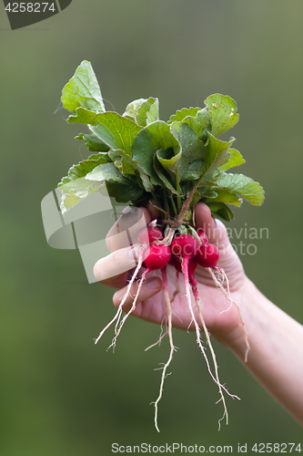 Image of bunch of radishes in hand on blurred background