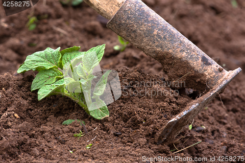 Image of hilling potatoes