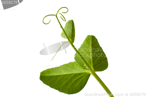 Image of leaves of the pea with tendril