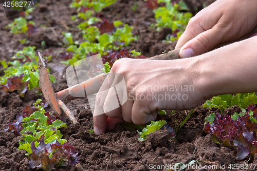 Image of weeding of lettuce