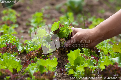 Image of gathering lettuce