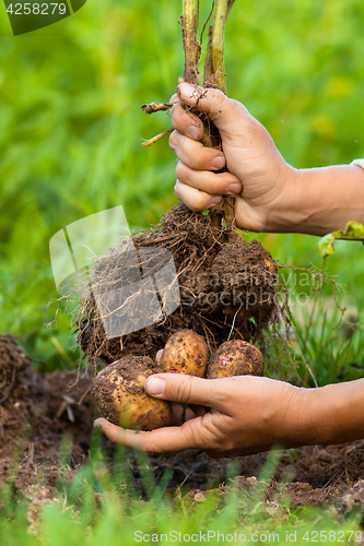 Image of digging bush potato in hand