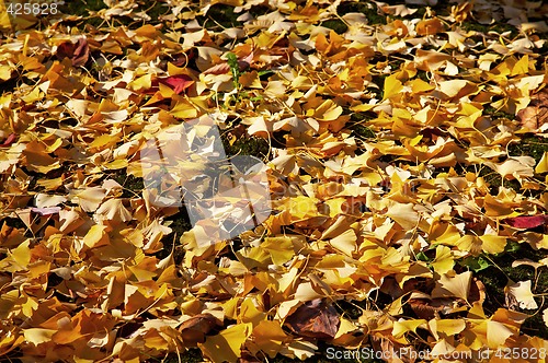 Image of Ginkgo leaves