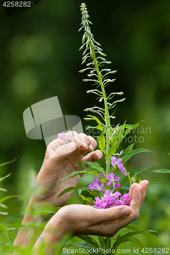 Image of hands gathering flowers of willow-herb (Ivan-tea), closeup