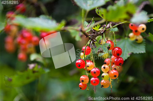 Image of red currant in the garden