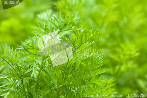 Image of leaves of carrots