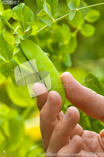 Image of hand picking pod of peas