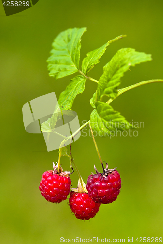 Image of raspberries on blurred background