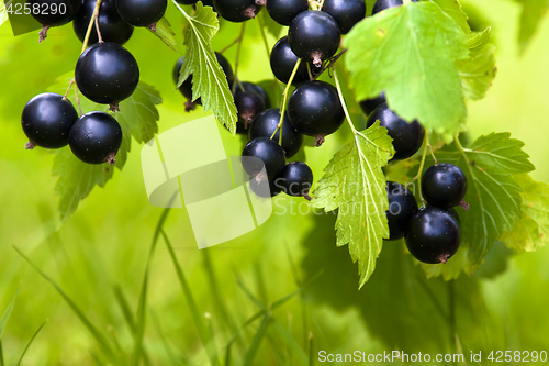 Image of berries of black currant (selective focus used)