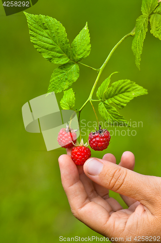 Image of hand picking raspberries, closeup