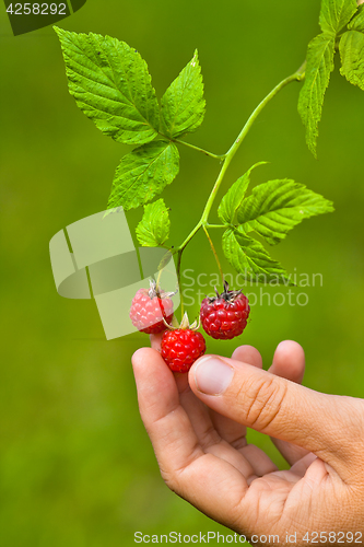 Image of hand picking raspberries, closeup