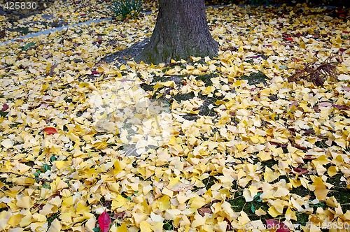 Image of Ginkgo leaves