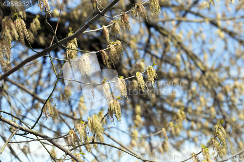 Image of flowering maple tree
