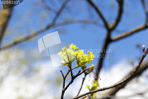 Image of flowering maple tree