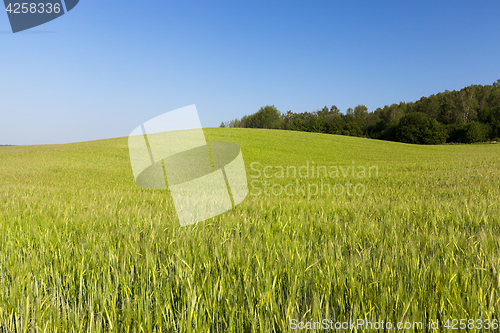 Image of Field with cereal