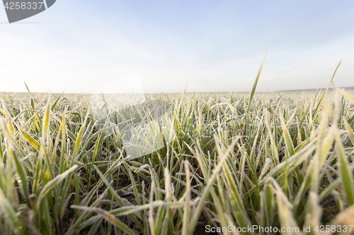 Image of young grass plants, close-up