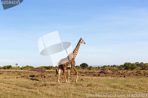 Image of giraffe walking along savannah at africa