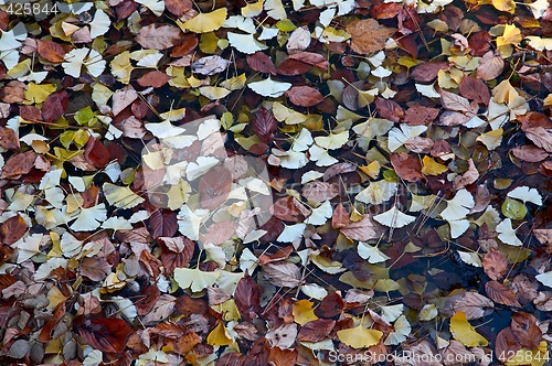 Image of Ginkgo leaves