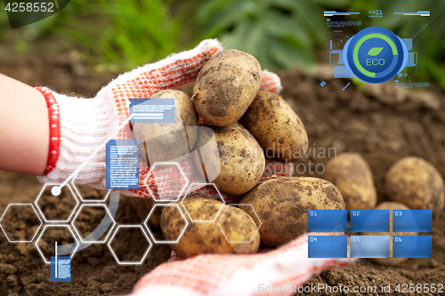 Image of farmer with potatoes at farm garden