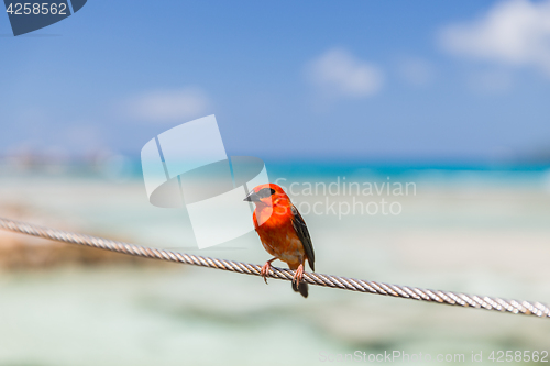 Image of red fody sitting on rope at seaside