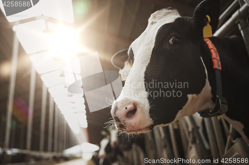 Image of herd of cows in cowshed on dairy farm