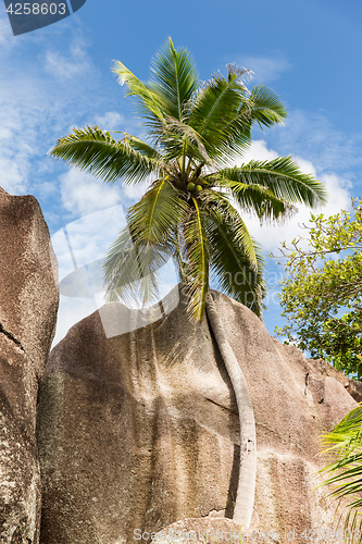 Image of coconut palm tree at island beach on seychelles