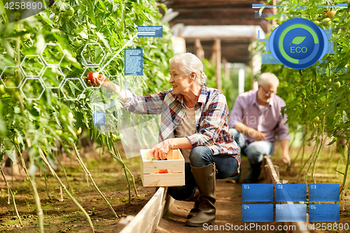 Image of old woman picking tomatoes up at farm greenhouse