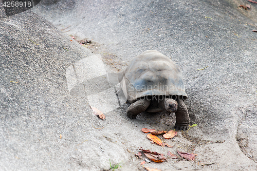 Image of giant tortoise outdoors on seychelles