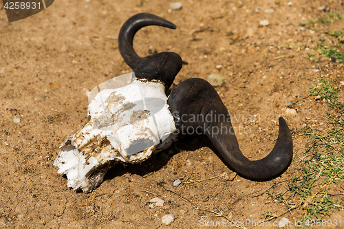 Image of wildebeest skull with horns on ground