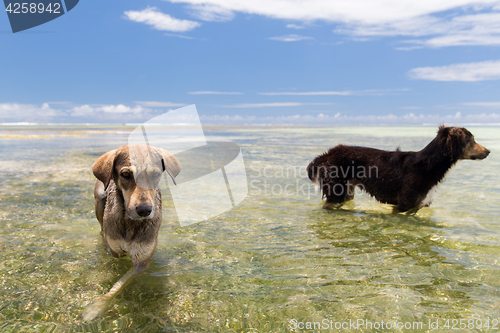 Image of dogs in sea or indian ocean water on seychelles