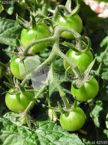 Image of Baby Tomatoes