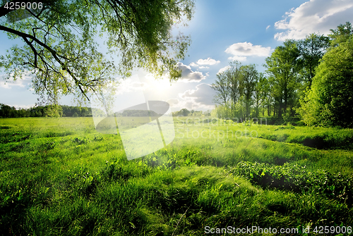 Image of Spring in the forest