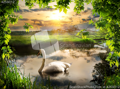 Image of Swan in spring morning